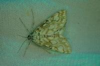 Elophila nymphaeata