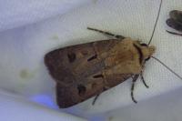 Agrotis exclamationis exclamationis