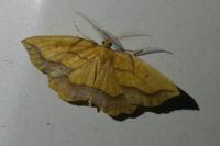 Epione repandaria