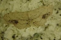 Idaea dimidiata