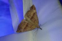 Hypena proboscidalis