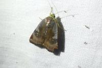 Noctua janthe
