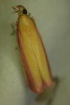 Oncocera semirubella