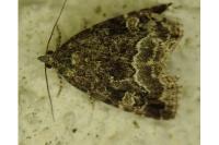 Deltote pygarga