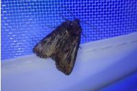 Oligia latruncula