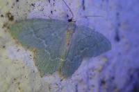 Hemithea aestivaria