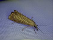 Chrysoteuchia culmella