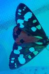 Callimorpha dominula