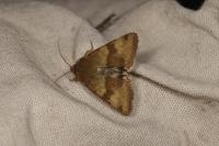 Heliothis viriplaca