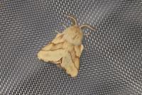 Malacosoma castrense