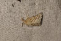 Malacosoma castrense
