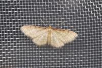 Idaea humiliata
