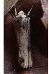 Axylia putris