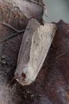 Mythimna sicula