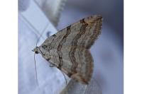 Aplocera