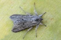 Cucullia campanulae