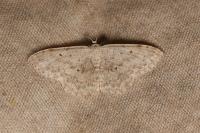 Idaea alyssumata/typicata