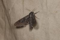 Hyloicus pinastri/maurorum
