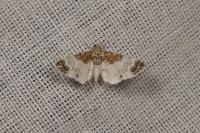 Eupithecia breviculata