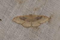 Idaea degeneraria