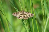 Chiasmia clathrata