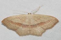 Scopula imitaria