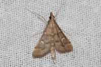 Dolicharthria punctalis