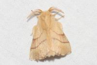 Malacosoma neustria
