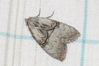 Meganola togatulalis