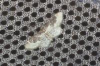 Idaea rusticata
