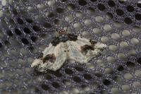 Ligdia adustata