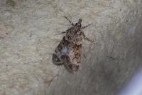 Eudonia mercurella