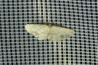 Idaea dimidiata