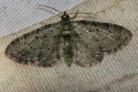 Pasiphila rectangulata