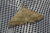 Herminia tarsicrinalis