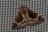 Hypena crassalis