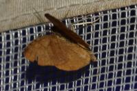 Macaria brunneata