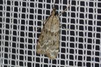 Scoparia ambigualis/basistrigalis