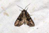 Apamea remissa