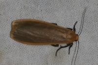 Katha depressa