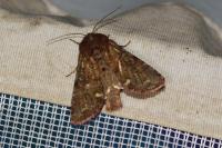 Ceramica pisi
