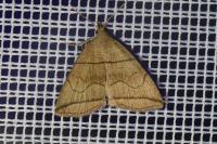 Herminia grisealis