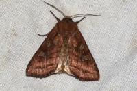 Lacanobia splendens