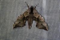 Smerinthus ocellatus ocellatus