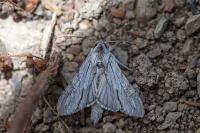 Cucullia santonici