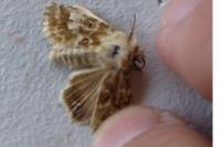 Eremobia ochroleuca