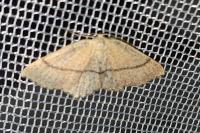Cyclophora ruficiliaria
