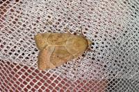 Cosmia trapezina