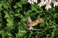 Macroglossum stellatarum