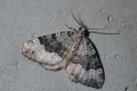 Colostygia aptata